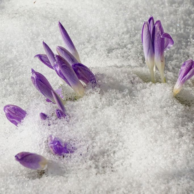 Am Wochenende kehrt der Winter nach Deutschland zurück.