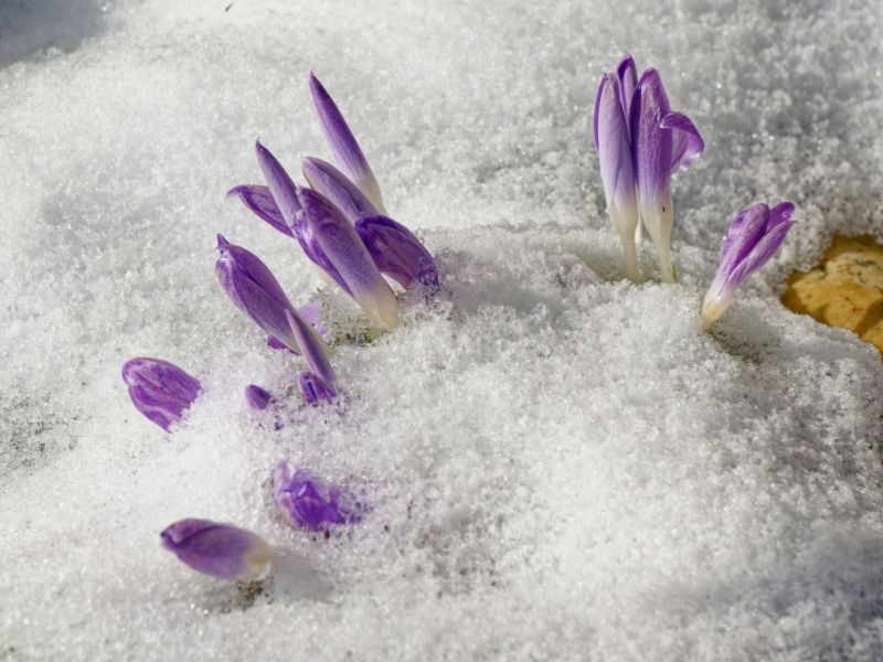 Märzwinter im Anmarsch: Schnee-Fahrplan fürs Wochenende