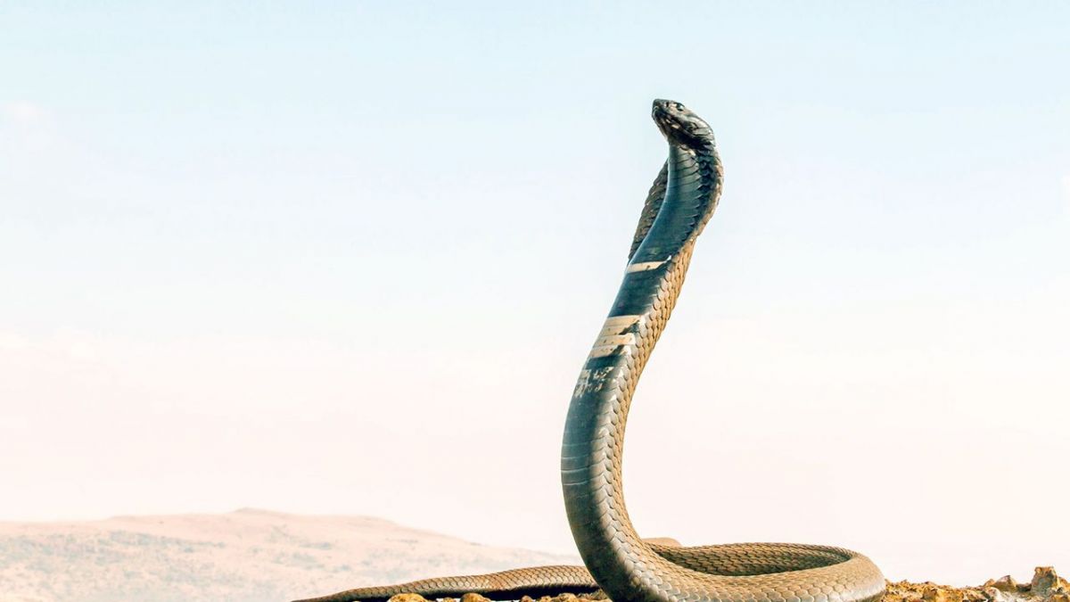 Afrikas Schlangen - Giftig und gef&auml;hrlich (1/2) bei Arte (Foto)