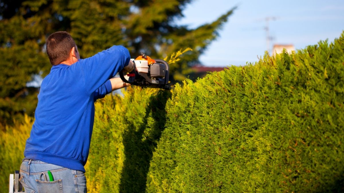 Vorsicht beim Schneiden der Hecke - wer das zum falschen Zeitpunkt erledigt, muss mit einem Bu&szlig;geld rechnen. (Foto)