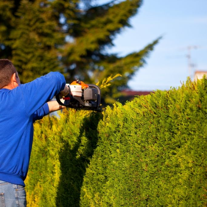 Wer seine Hecke jetzt schneidet, riskiert ein sattes Bußgeld