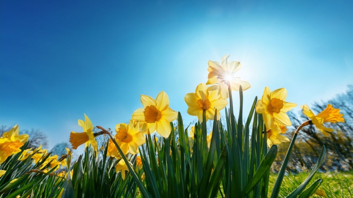 Der Fr&uuml;hling meldet sich nach einer kurzen Flaute zur&uuml;ck. (Foto)