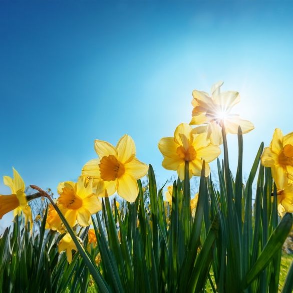 Der Frühling meldet sich nach einer kurzen Flaute zurück.