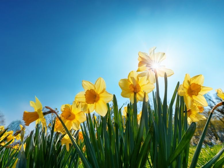 Wettergrenze spaltet Deutschland: Wo der 18-Grad-Frühling kommt – und wo es kalt bleibt