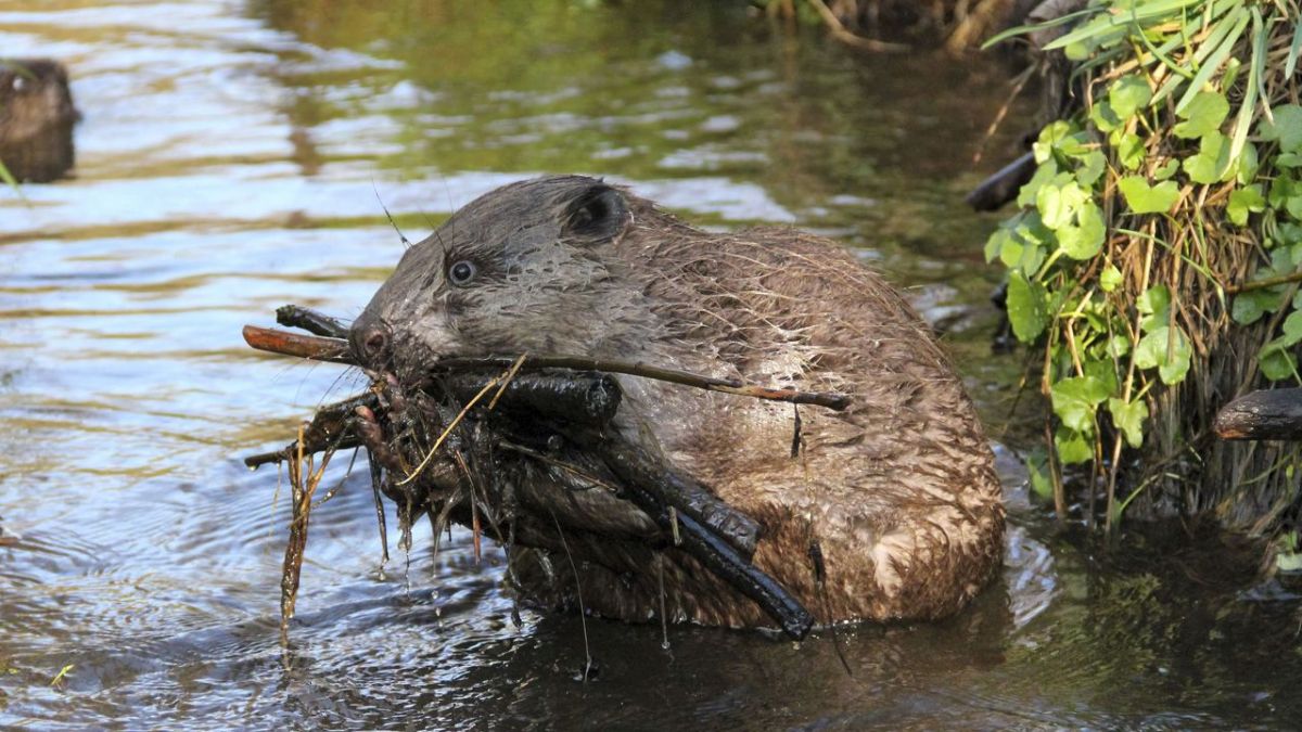 Wald der Biber und Kraniche - Die D&uuml;bener Heide bei MDR (Foto)