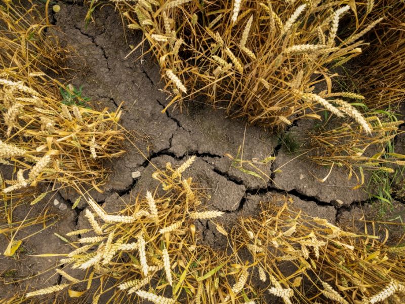 Super-El-Niño befürchtet: Experten warnen vor Klima-Monster - das sind die Folgen für Deutschland