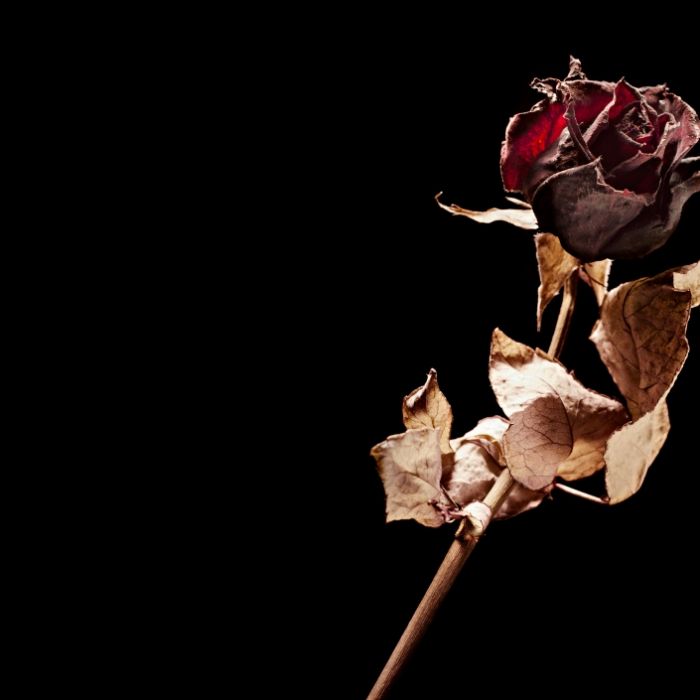 Bettina Köster ist tot: Fans in tiefer Trauer / Donald Trump: Respektlos-Verhalten vor Soldaten-überführung