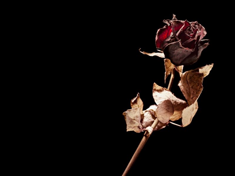 Bettina Köster ist tot: Fans in tiefer Trauer - Musikerin mit 66 Jahren gestorben