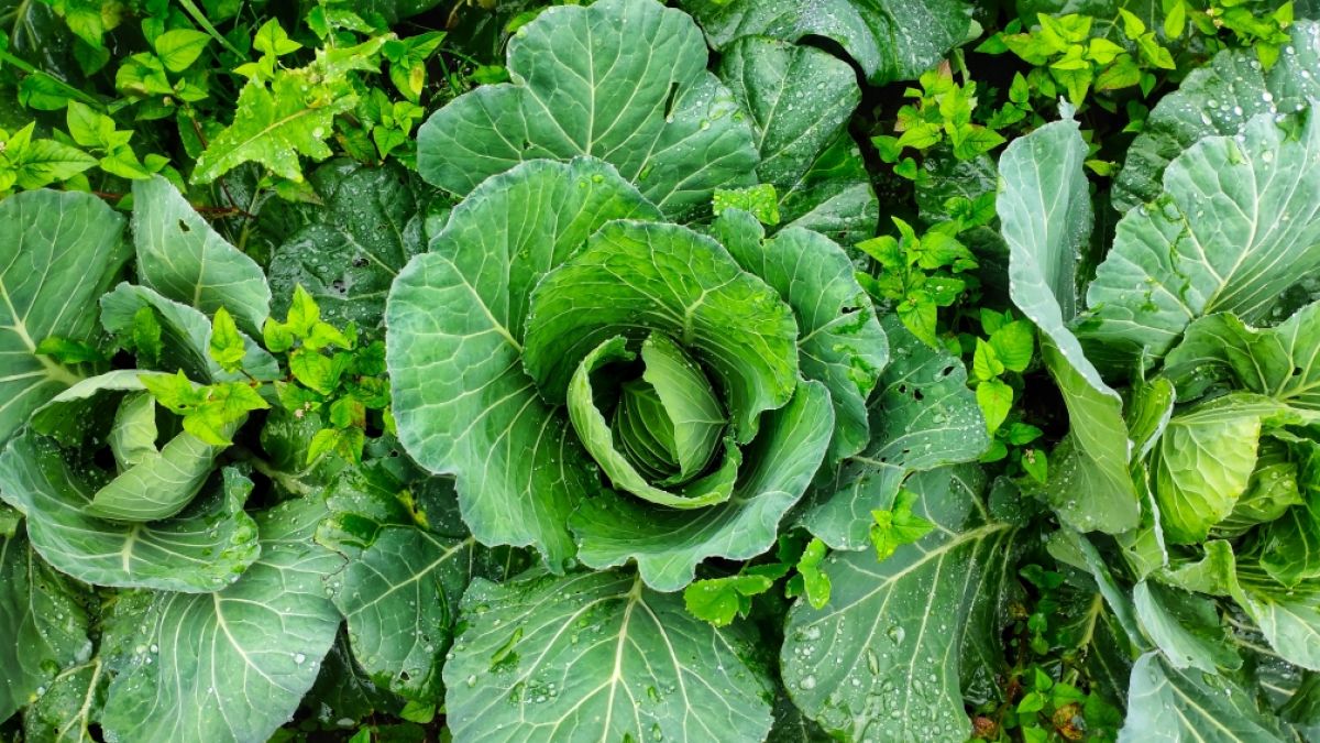 Der Ehrentag des Unkraut wird jedes Jahr am 28. M&auml;rz begangen. (Foto)