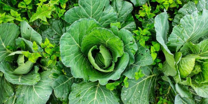 Ehrentag des Unkrauts