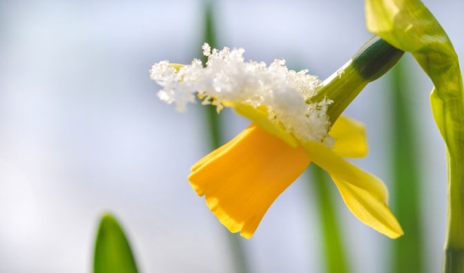 Der Frühling hat in Deutschland vorerst eine Pause eingelegt.