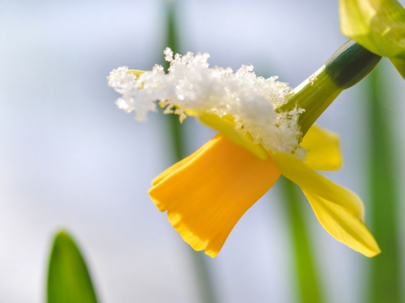 Schnee-Schock zum Ferienstart: Deutschland erlebt Winter-Comeback