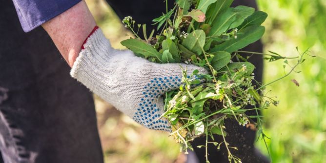 Unkraut richtig bekämpfen