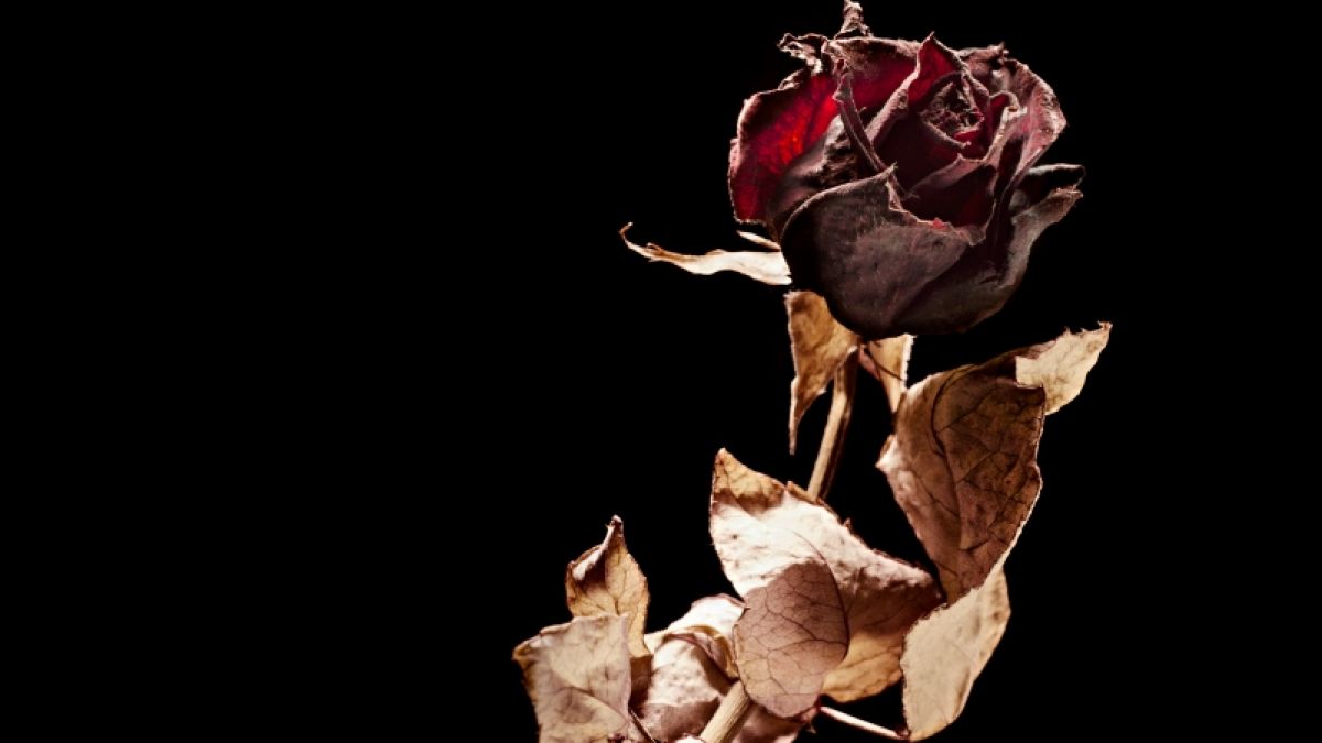 Fans trauern nach dem Tod von Schauspieler James Tolkan. (Foto)