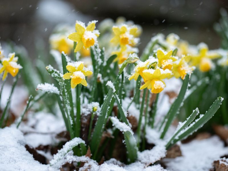 Kälte-Schock im Frühling: DWD warnt vor Sturm, Schnee und Frostnächten