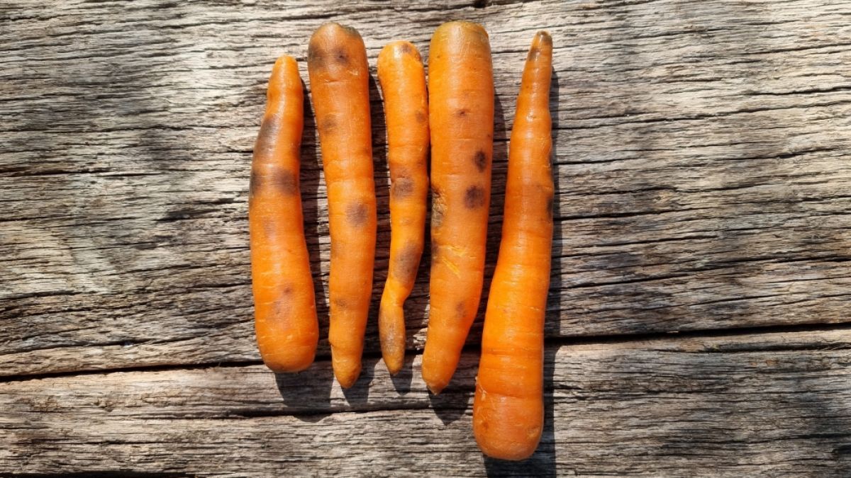 Sind die schwarzen Flecken auf Karotten unbedenklich oder doch ein Gesundheitsrisiko? (Foto)