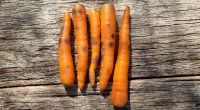 Sind die schwarzen Flecken auf Karotten unbedenklich oder doch ein Gesundheitsrisiko?