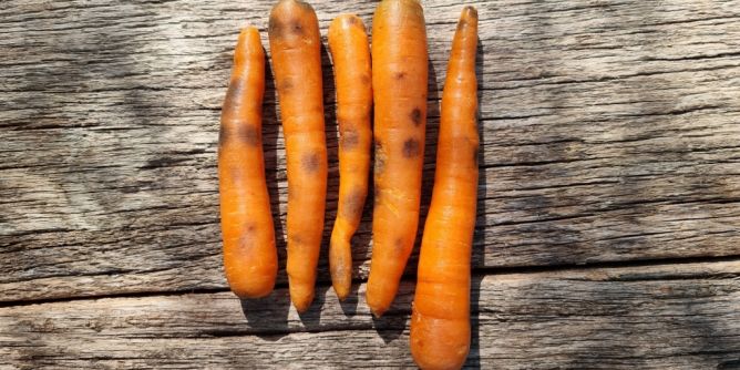 Schimmel oder unbedenklich