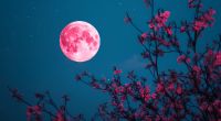 Im April leuchtet der Pink Moon am Himmel.