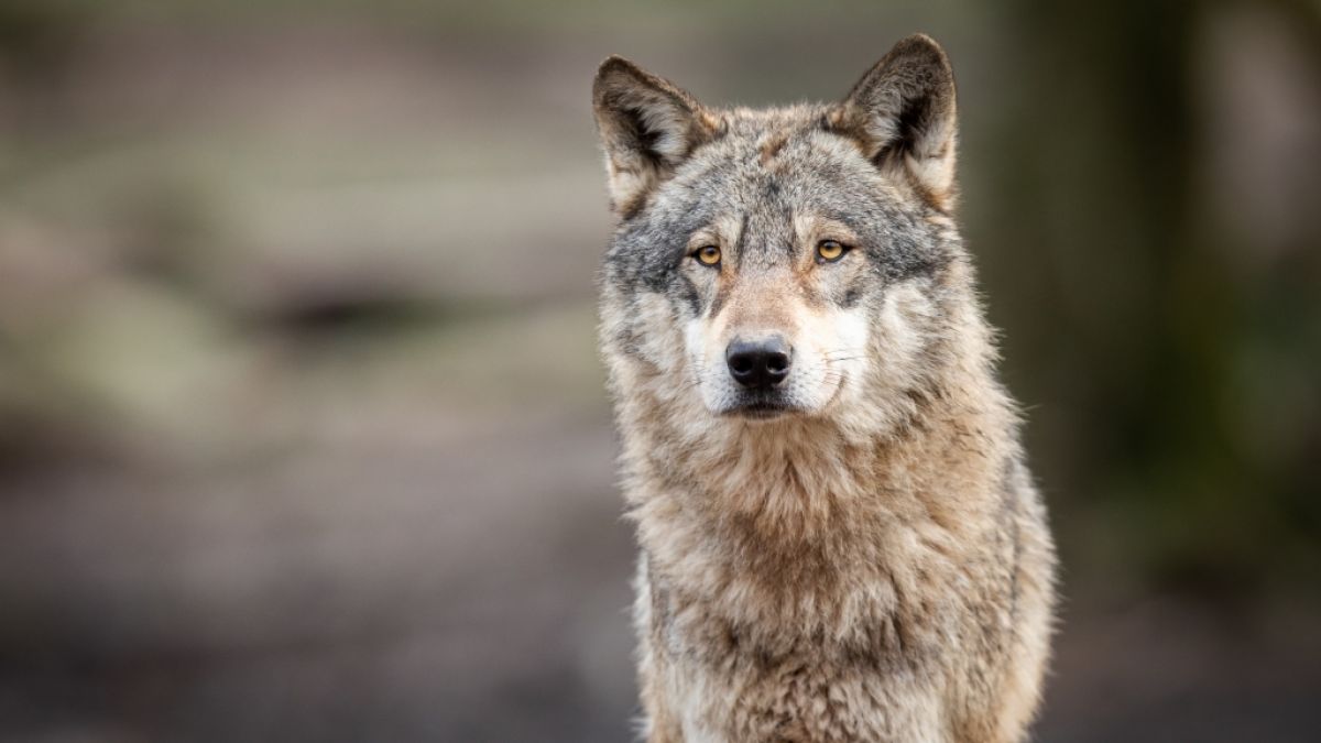 Mitten in Hamburg hat ein Wolf eine Frau attackiert. (Foto)