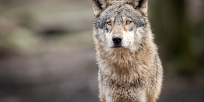Raubtier-Attacke in Hamburg-Altona