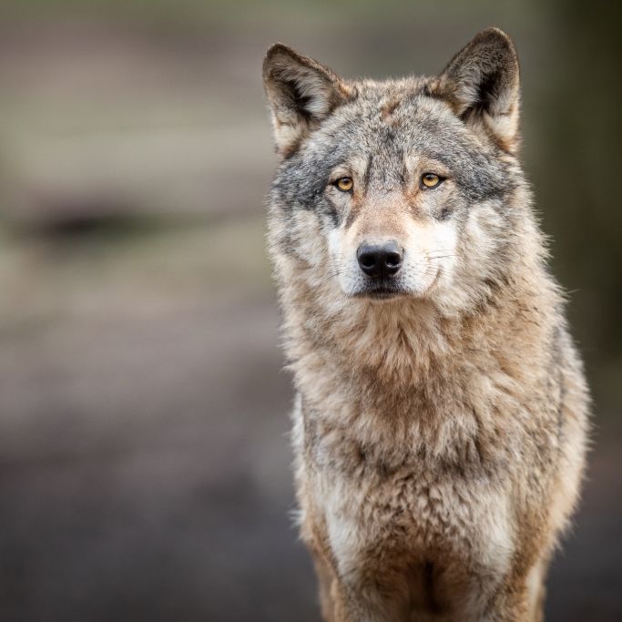 Mitten in Hamburg hat ein Wolf eine Frau attackiert.