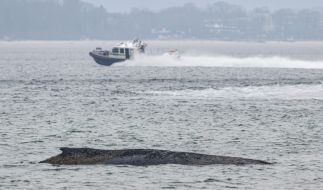 Der an der Ostseeküste vor Niendorf gestrandete Wal konnte sich trotz mehrfacher Versuche nicht befreien. Die Polizei hat das Gelände abgesperrt, um das Tier nicht zu beunruhigen. Rettung dauert an.