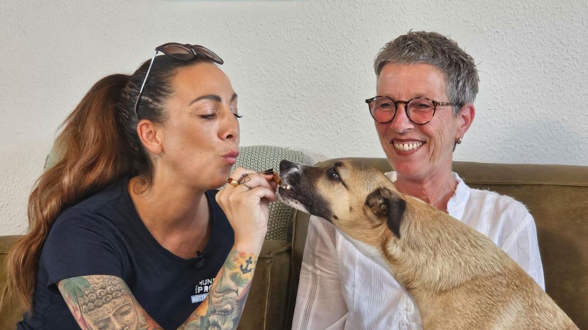 Der Hundeprofi - R&uuml;tters Team bei VOX (Foto)