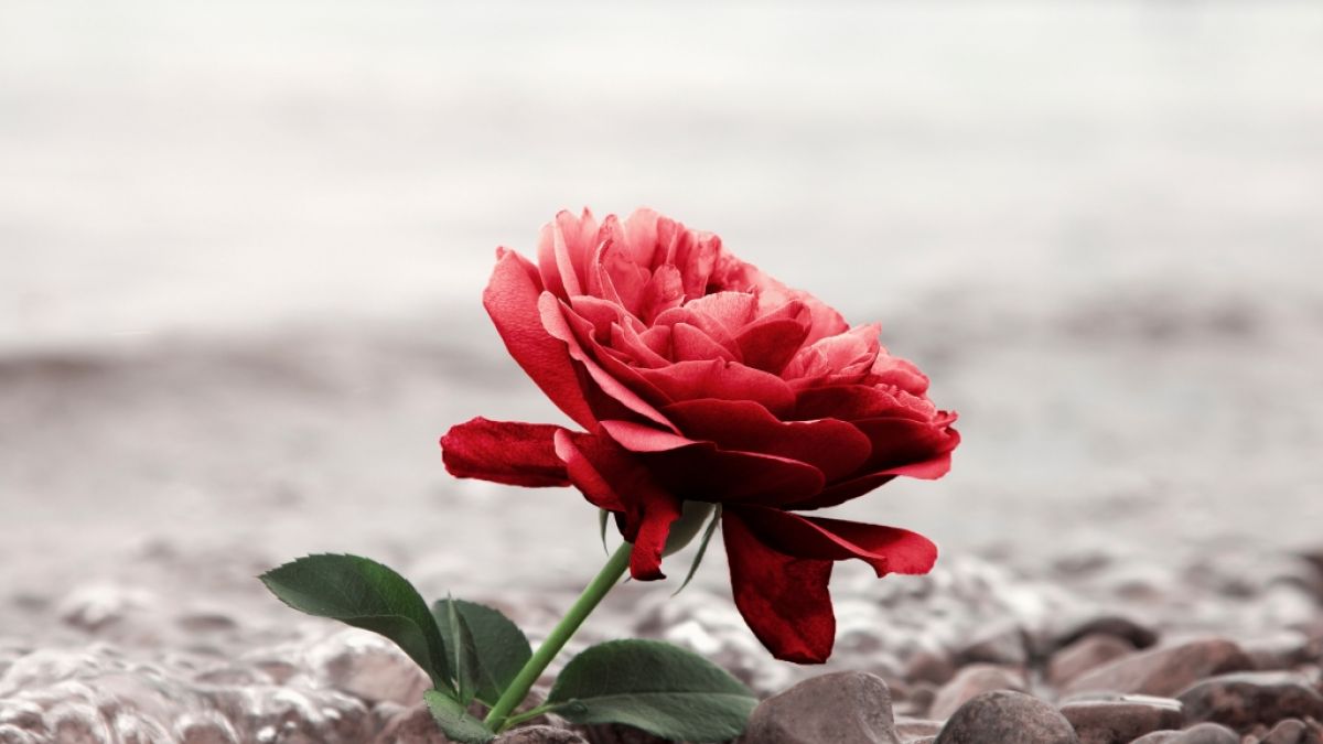 Annabella Lovas starb mit nur 32 Jahren. Die ehemalige "Bachelor"-Kandidatin wurde tot in einer Schlucht auf Gran Canaria aufgefunden (Symbolbild). (Foto)