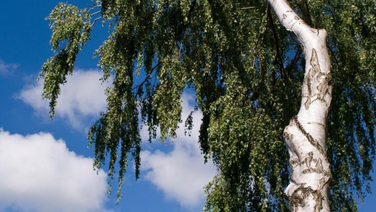 Wer eine Birke pflanzt, tut dies insbesondere wegen ihrer wei&szlig;en Rinde. Foto: Peer Grimm/dpa (Foto)