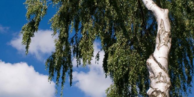 Pollensaison eröffnet