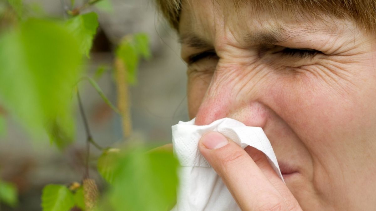Birkenpollen belasten viele Allergiker. (Foto)