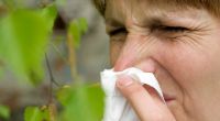 Birkenpollen belasten viele Allergiker.