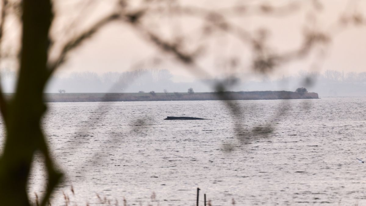 Der Buckelwal liegt noch immer auf einer Sandbank vor der Insel Poel. (Foto)