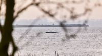 Der Buckelwal liegt noch immer auf einer Sandbank vor der Insel Poel.