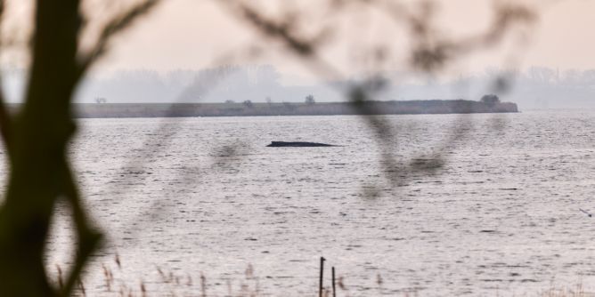 Buckelwal kämpft ums Überleben