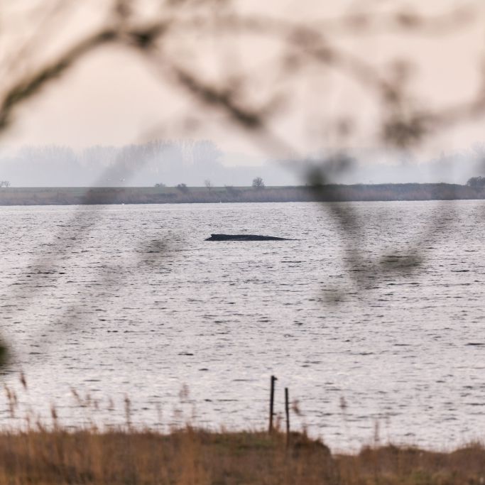 Biodiesel aus Kadaver? Was mit seinem Körper passiert, wenn er stirbt