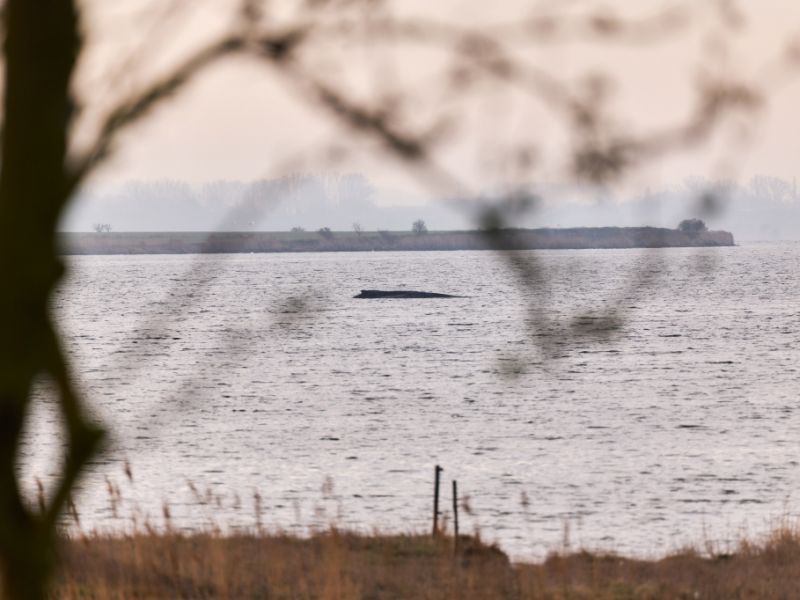 Buckelwal kämpft ums Überleben: Biodiesel aus Kadaver? Was mit seinem Körper passiert, wenn er stirbt