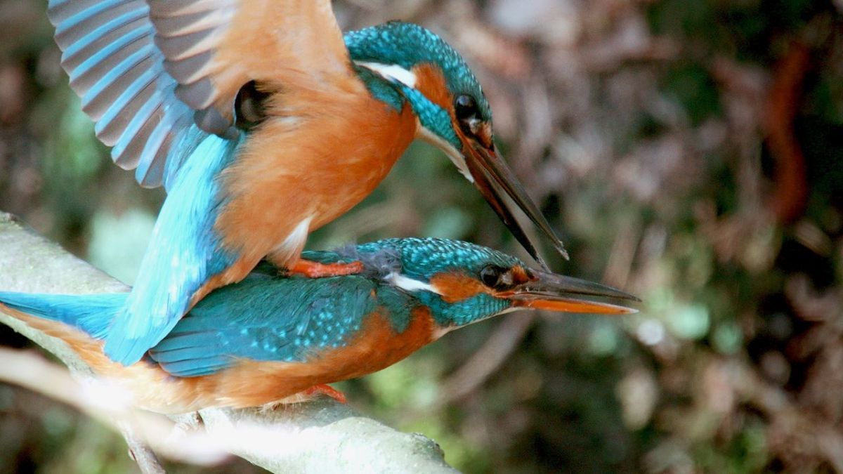 Wilder Fr&uuml;hling bei Arte (Foto)