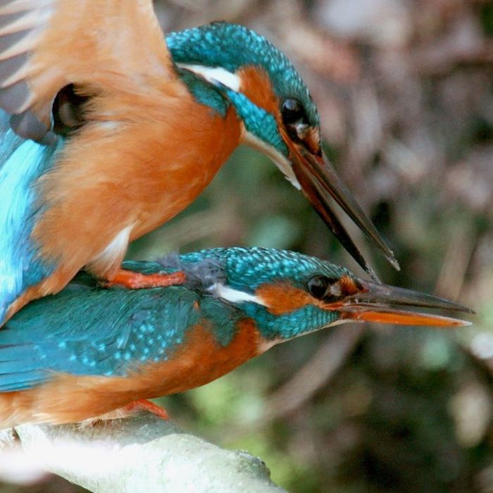 Wann und wo man die Wiederholung sehen kann