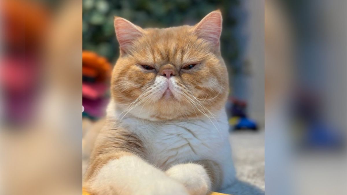 Kater Khariton erobert aktuell die Herzen der Netzgemeinde im Sturm. (Foto)