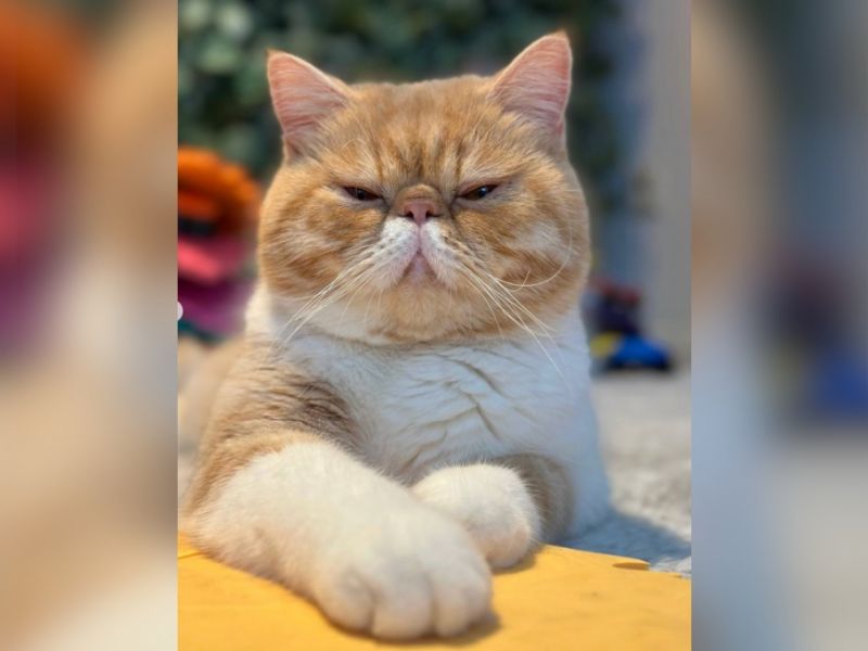 Kater Khariton: Düstere Vorhersage - tierischer Russen-Hellseher sagt Weltuntergang voraus