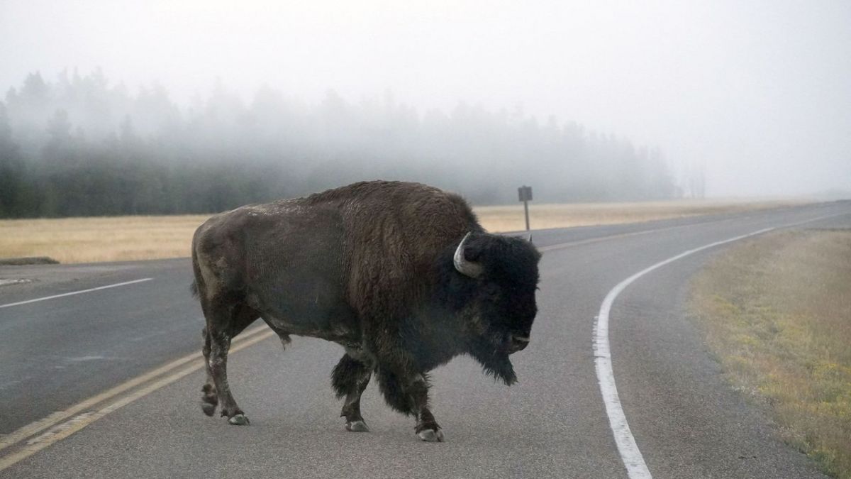 Gute Nachrichten vom Planeten bei Arte (Foto)