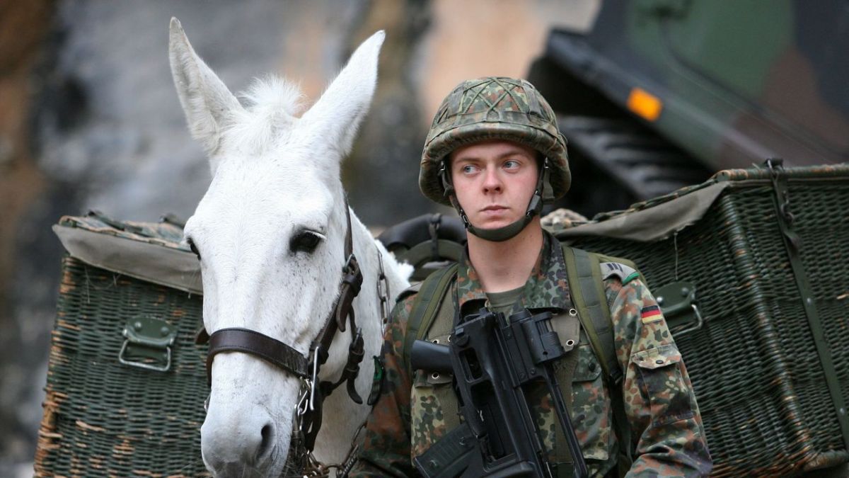Tiere im Krieg - Spione, Boten und K&auml;mpfer bei ZDF (Foto)
