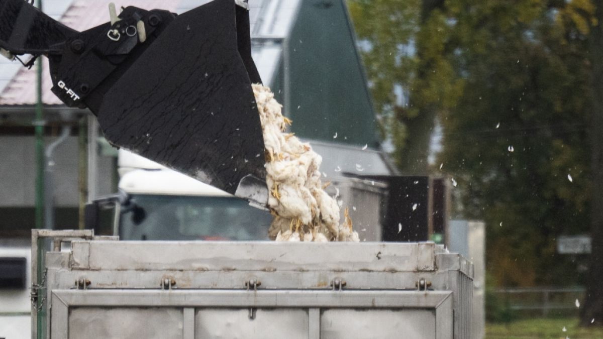 Erst Ende des vergangenen Jahres kam es zu Massenschlachtungen von Tieren in Deutschland aufgrund eines Vogelgrippe-Ausbruchs. (Foto)