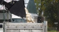 Erst Ende des vergangenen Jahres kam es zu Massenschlachtungen von Tieren in Deutschland aufgrund eines Vogelgrippe-Ausbruchs.