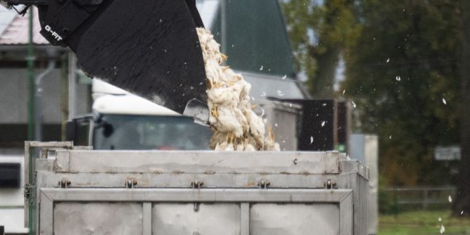 WHO warnt vor Geflügelpest