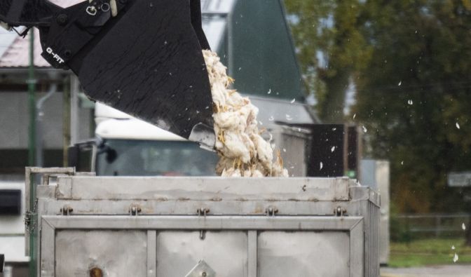 WHO warnt vor Geflügelpest