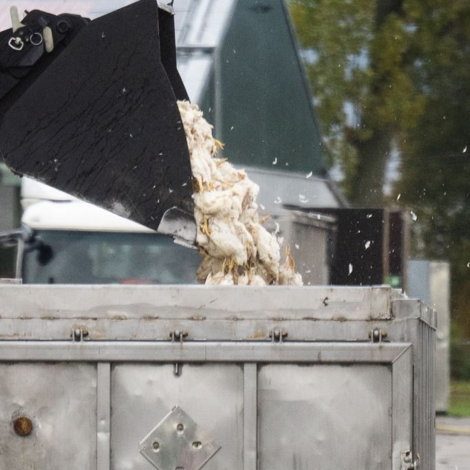 Erster Fall neuer Vogelgrippe-Variante in Europa angekommen