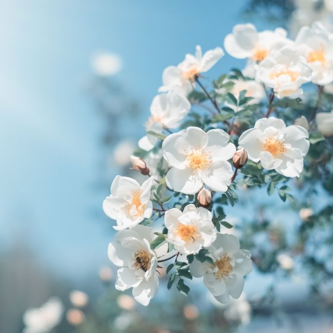 Nach Zwiespalt kommt die Wende - Hoch Stefan bringt den Frühling